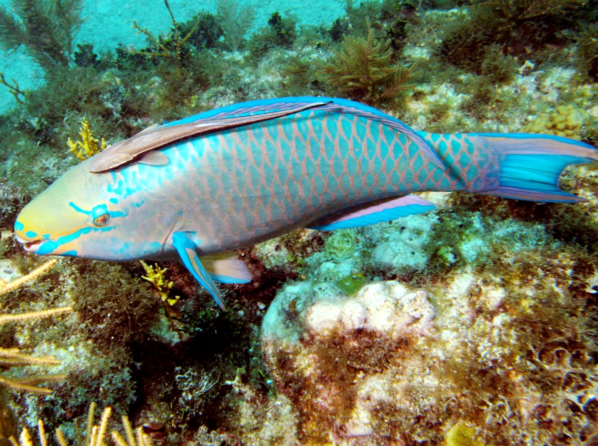 Queen Parrotfish - Scarus vetula