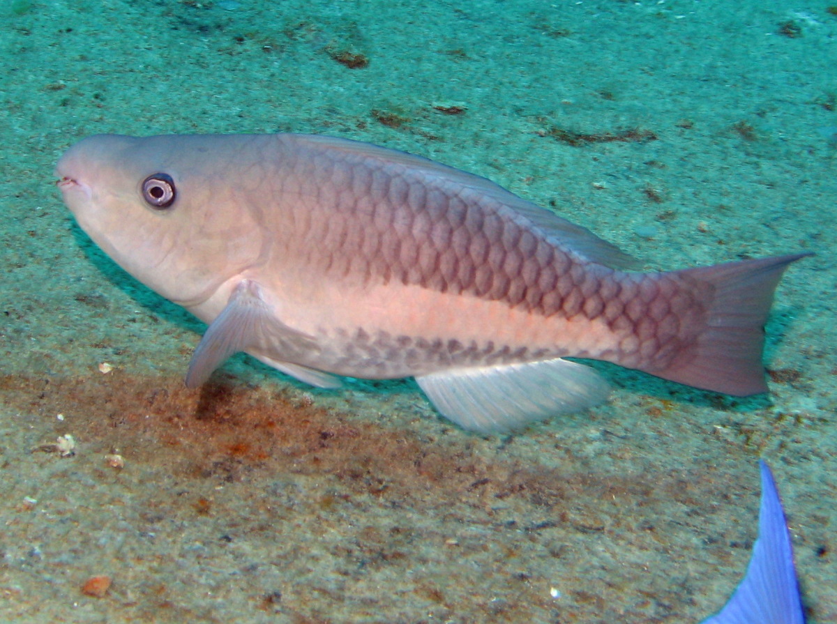 Queen Parrotfish - Scarus vetula