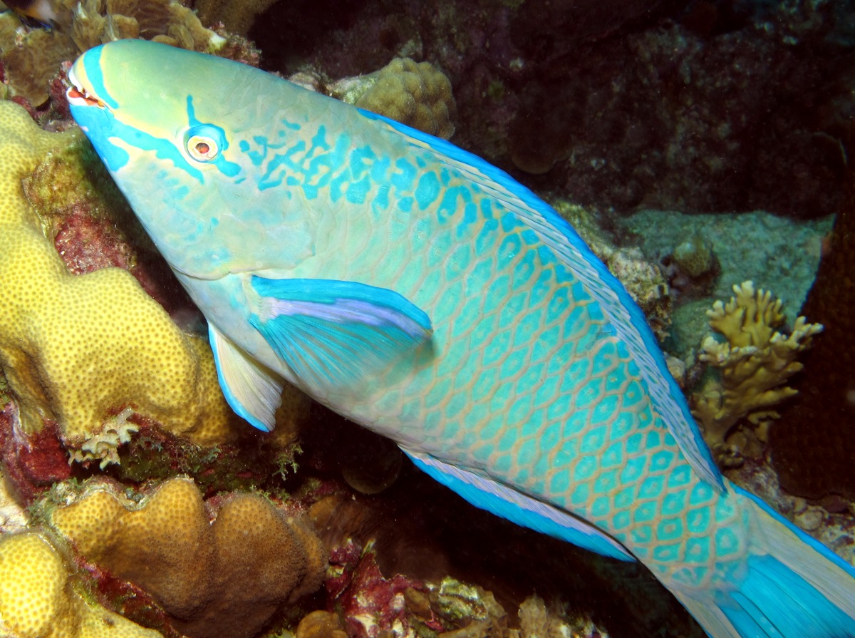 Queen Parrotfish - Scarus vetula