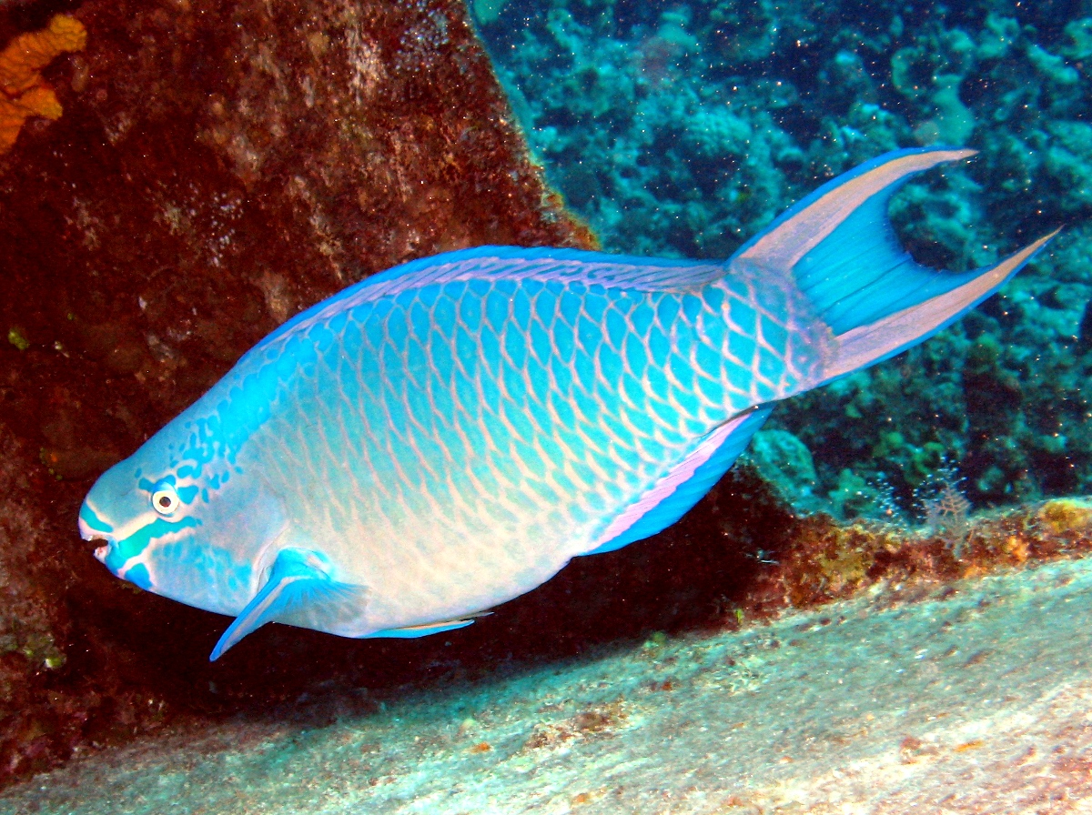 Queen Parrotfish - Scarus vetula