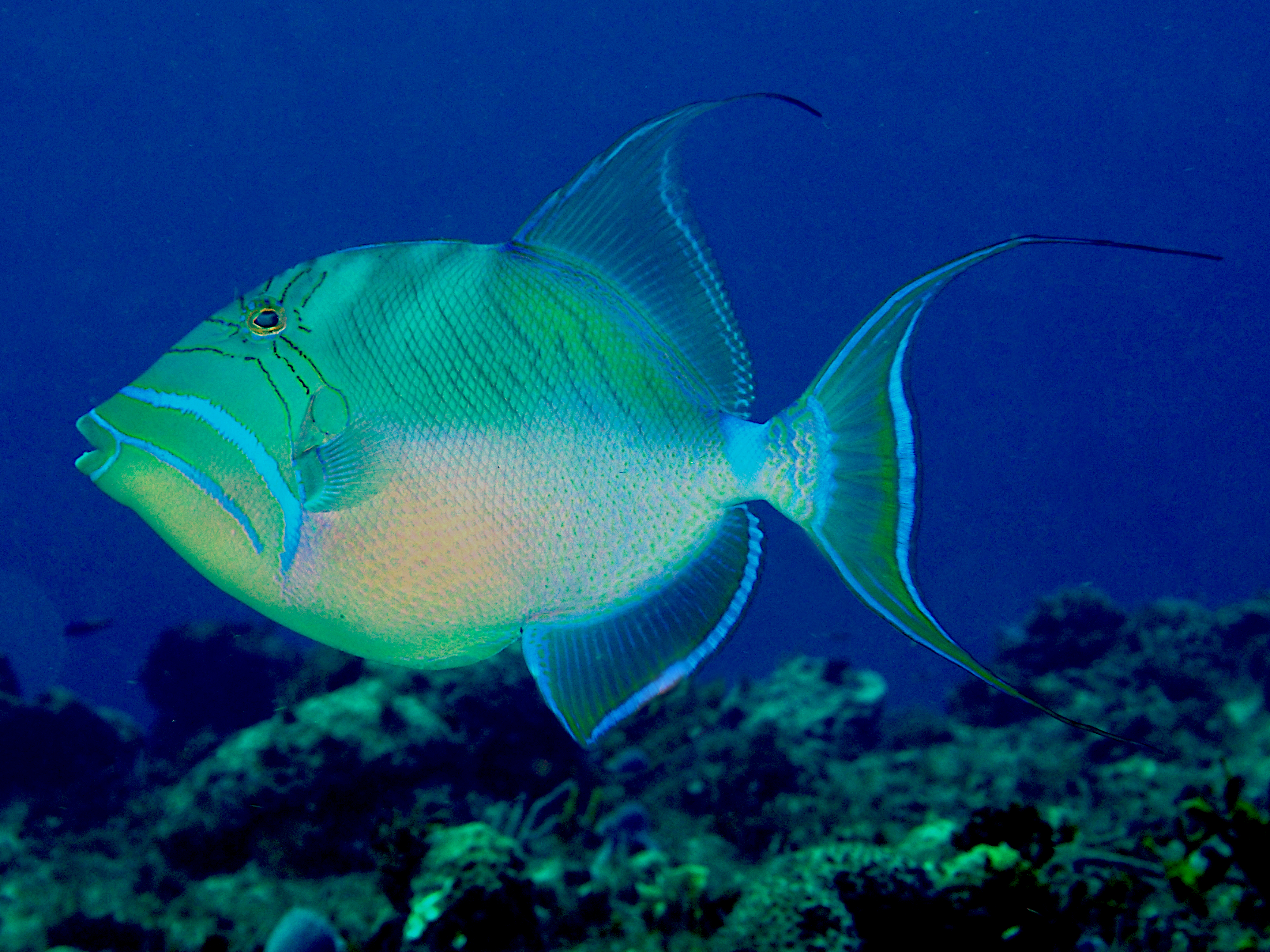 Queen Triggerfish - Balistes vetula