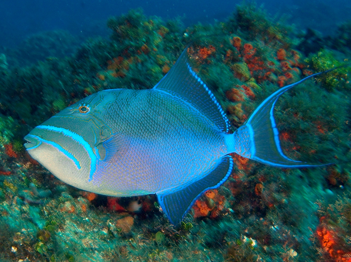 Queen Triggerfish - Balistes vetula