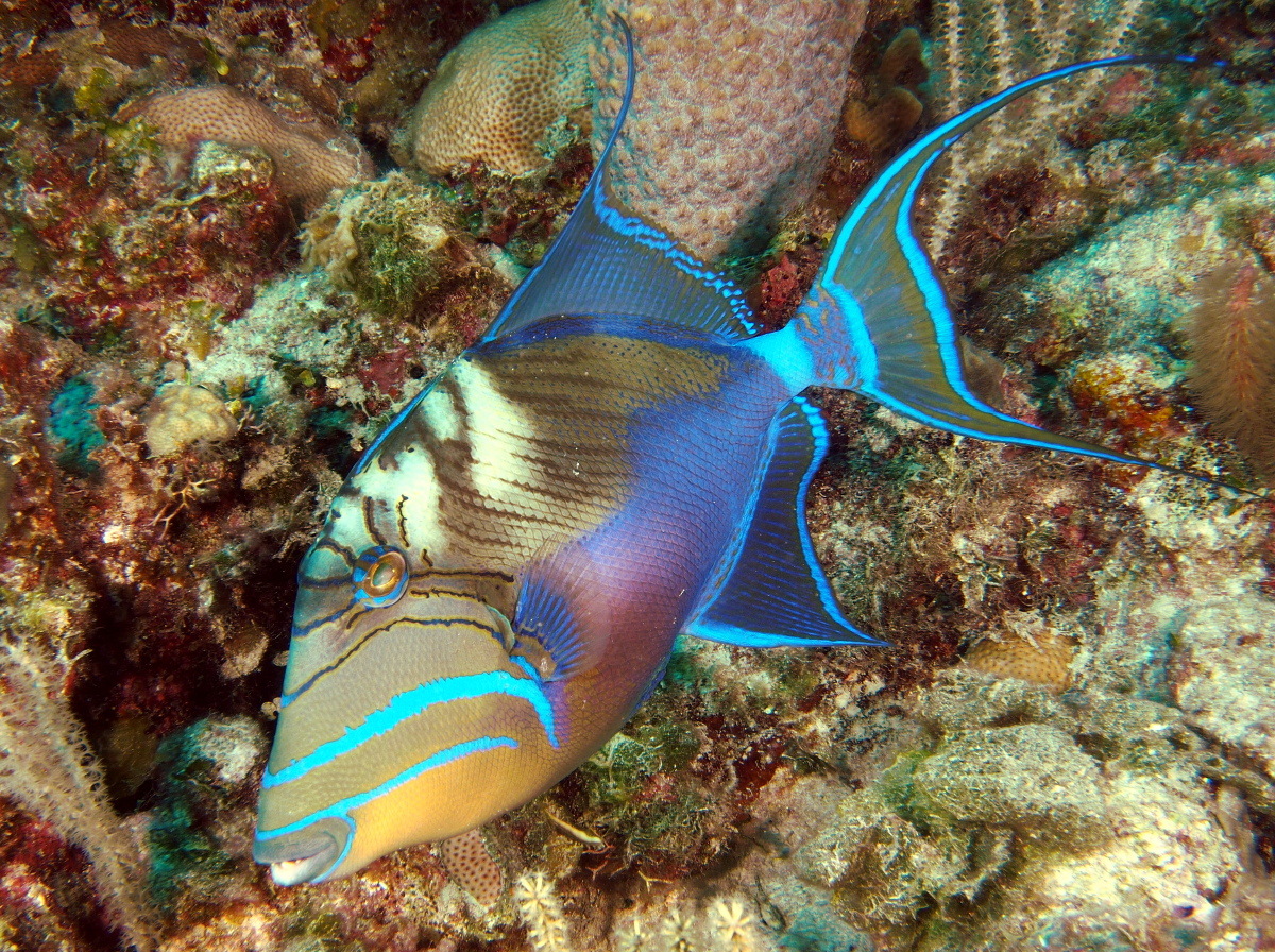 Queen Triggerfish - Balistes vetula