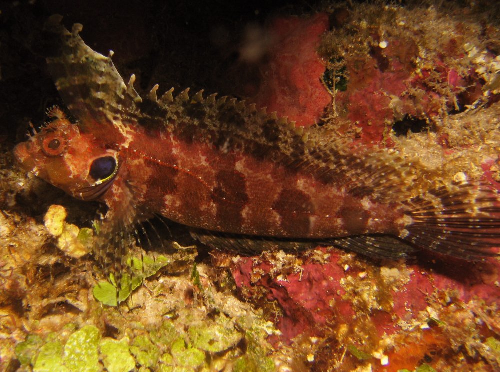 Quillfin Blenny - Gobioclinus filamentosus - Roatan, Honduras