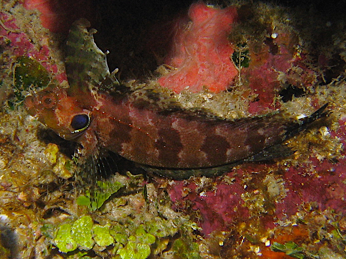 Quillfin Blenny - Gobioclinus filamentosus