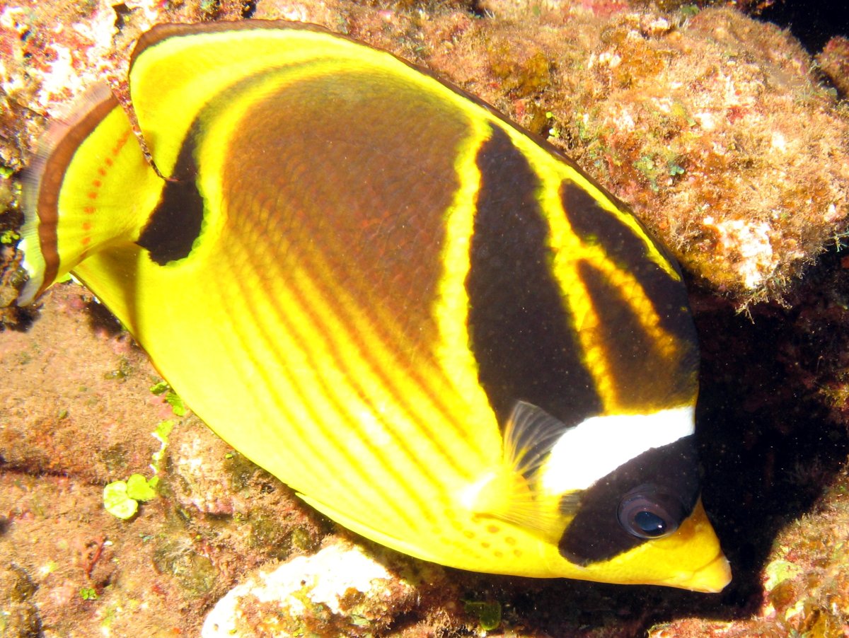 Raccoon Butterflyfish - Chaetodon lunula