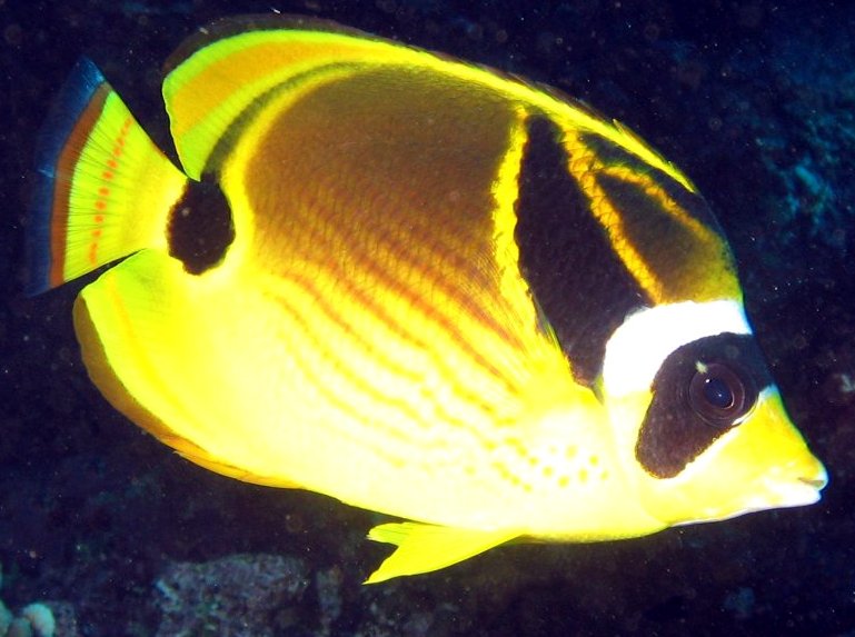 Raccoon Butterflyfish - Chaetodon lunula