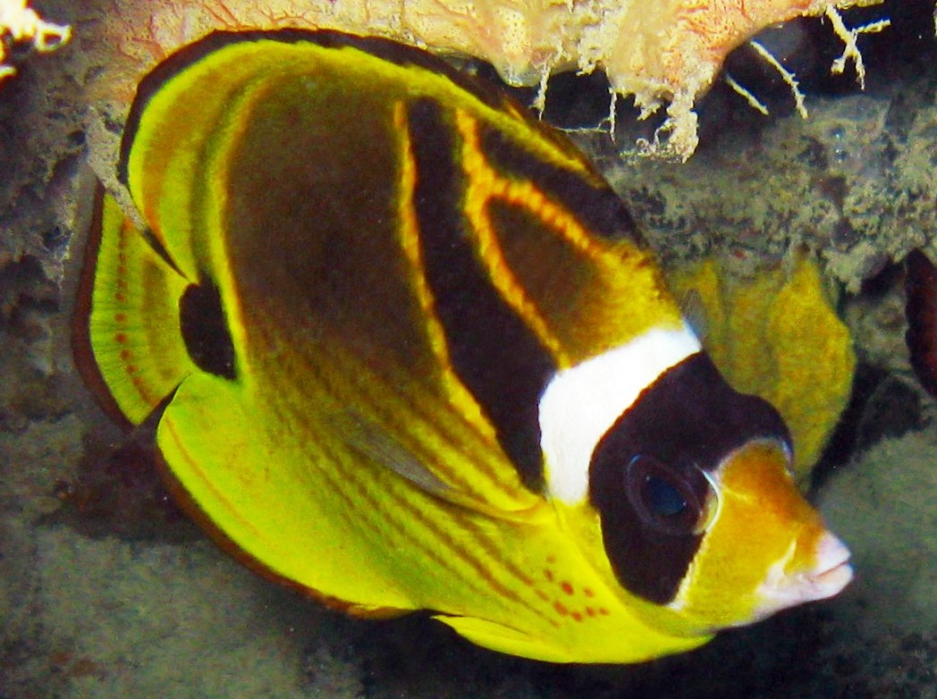 Raccoon Butterflyfish - Chaetodon lunula