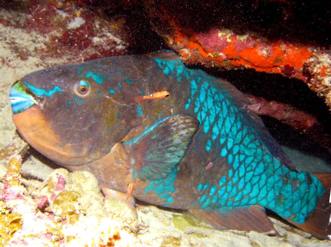 Rainbow Parrotfish - Scarus guacamaia