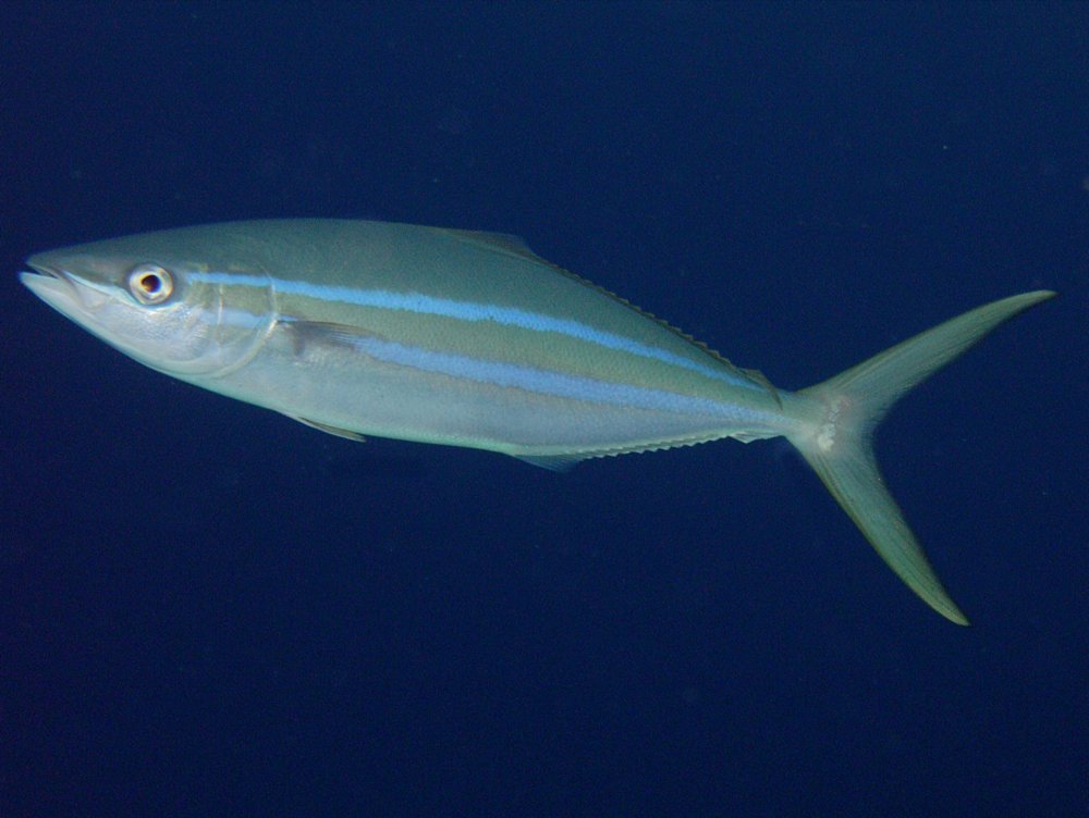 Rainbow Runner - Elagatis bipinnulata