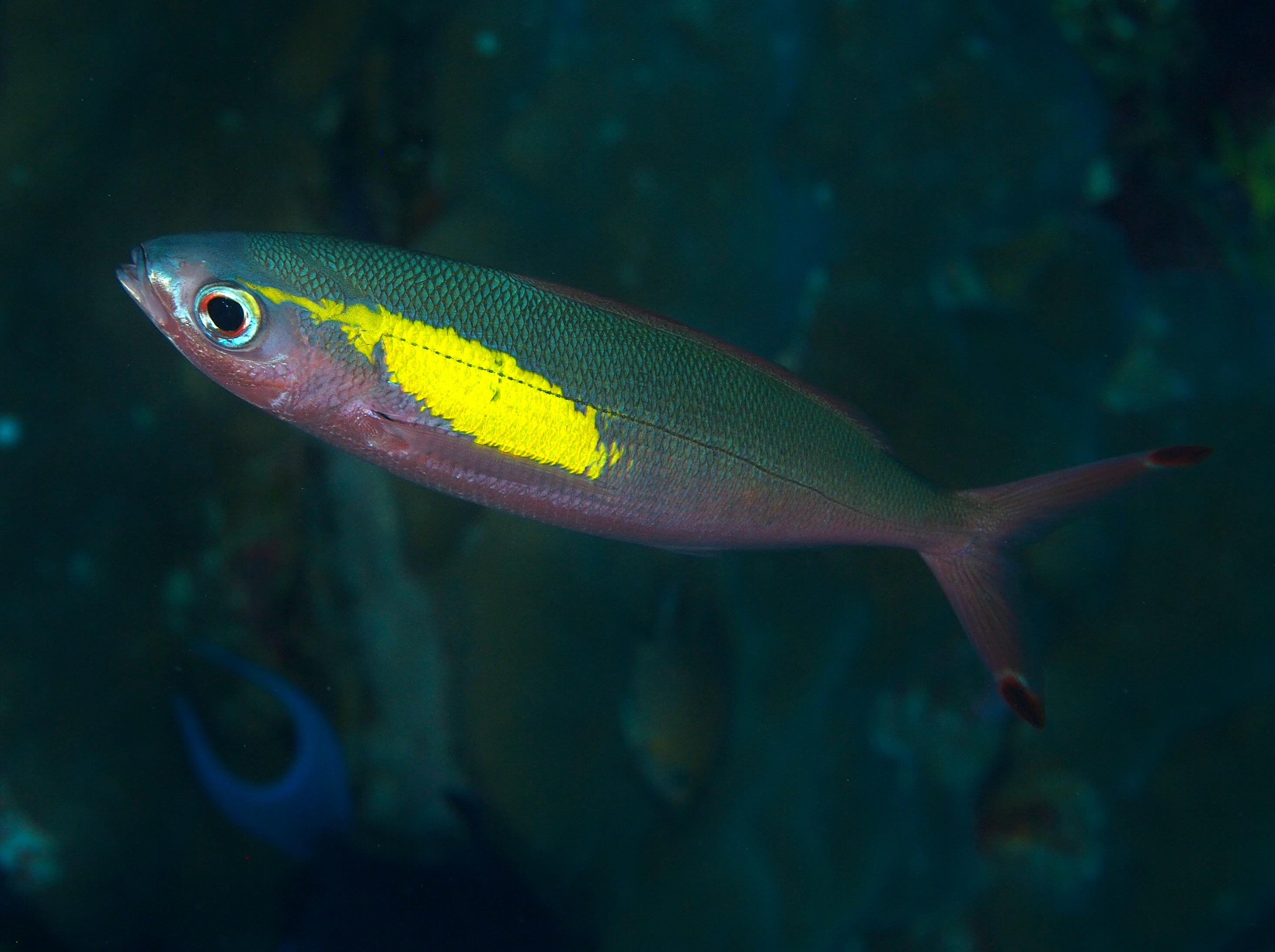 Randall's Fusilier - Pterocaesio randalli - Wakatobi, Indonesia