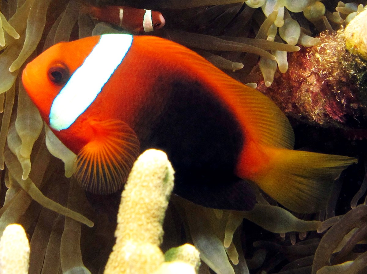 Red And Black Anemonefish - Amphiprion melanopus - Yap, Micronesia
