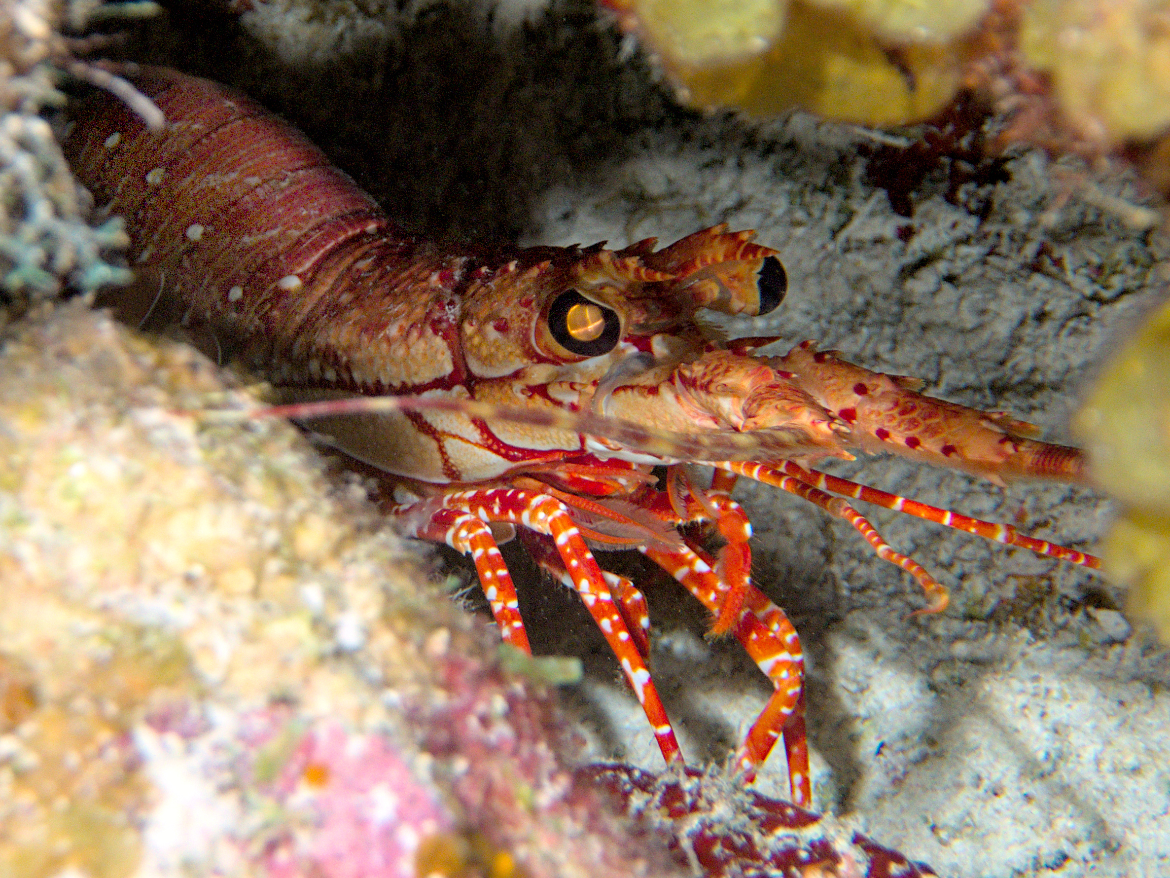 Red Banded Lobster - Justitia longimanus