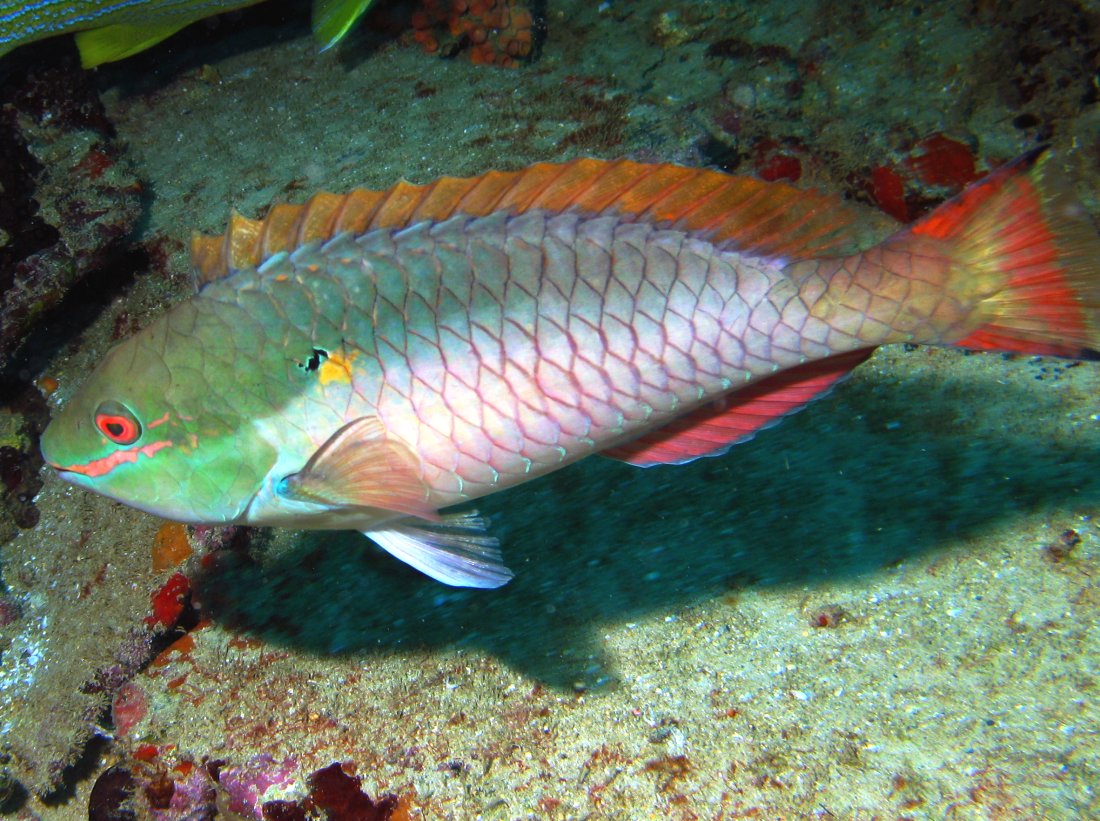 Redband Parrotfish - Sparisoma aurofrenatum