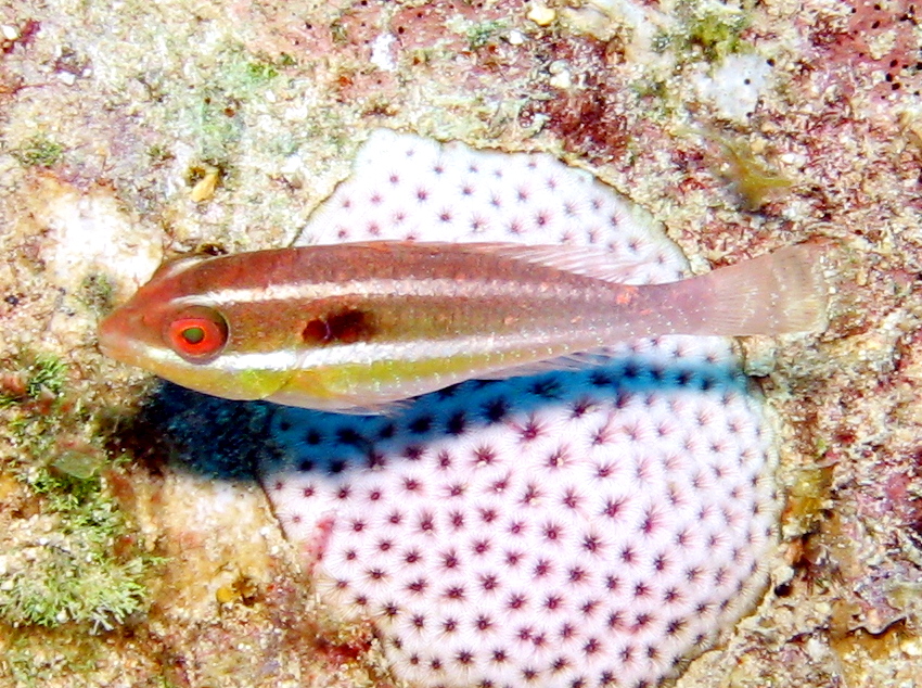 Redband Parrotfish - Sparisoma aurofrenatum