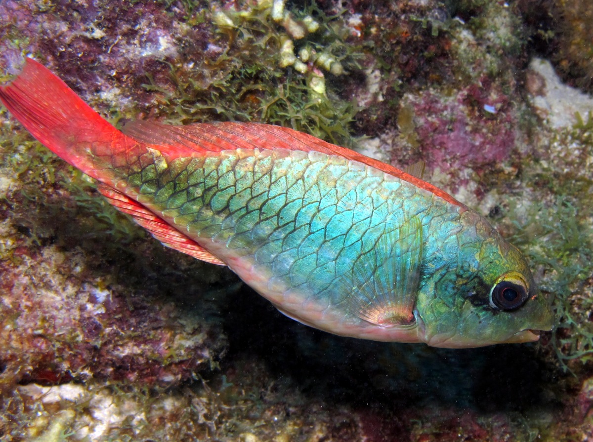 Redband Parrotfish - Sparisoma aurofrenatum