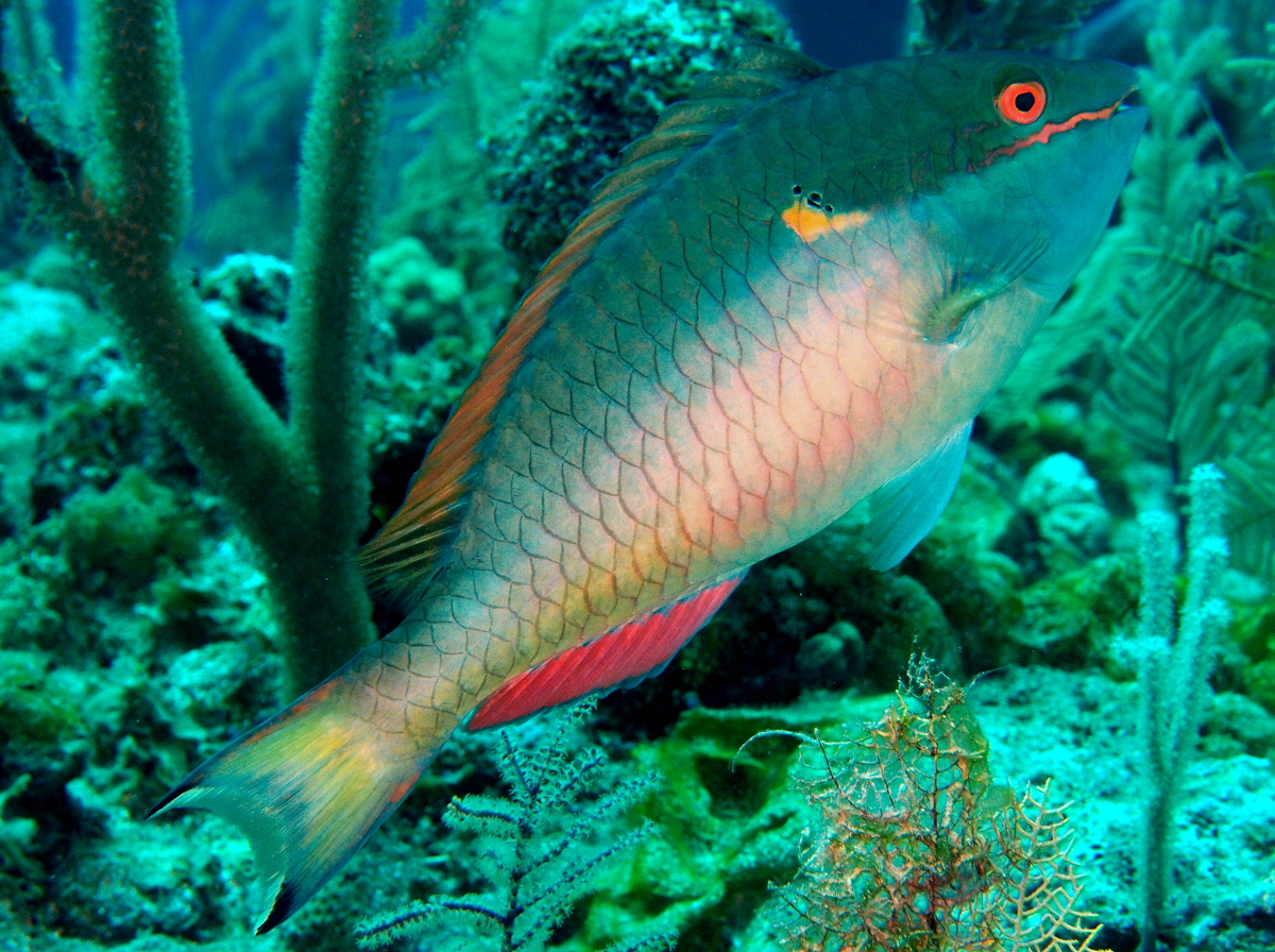 Redband Parrotfish - Sparisoma aurofrenatum