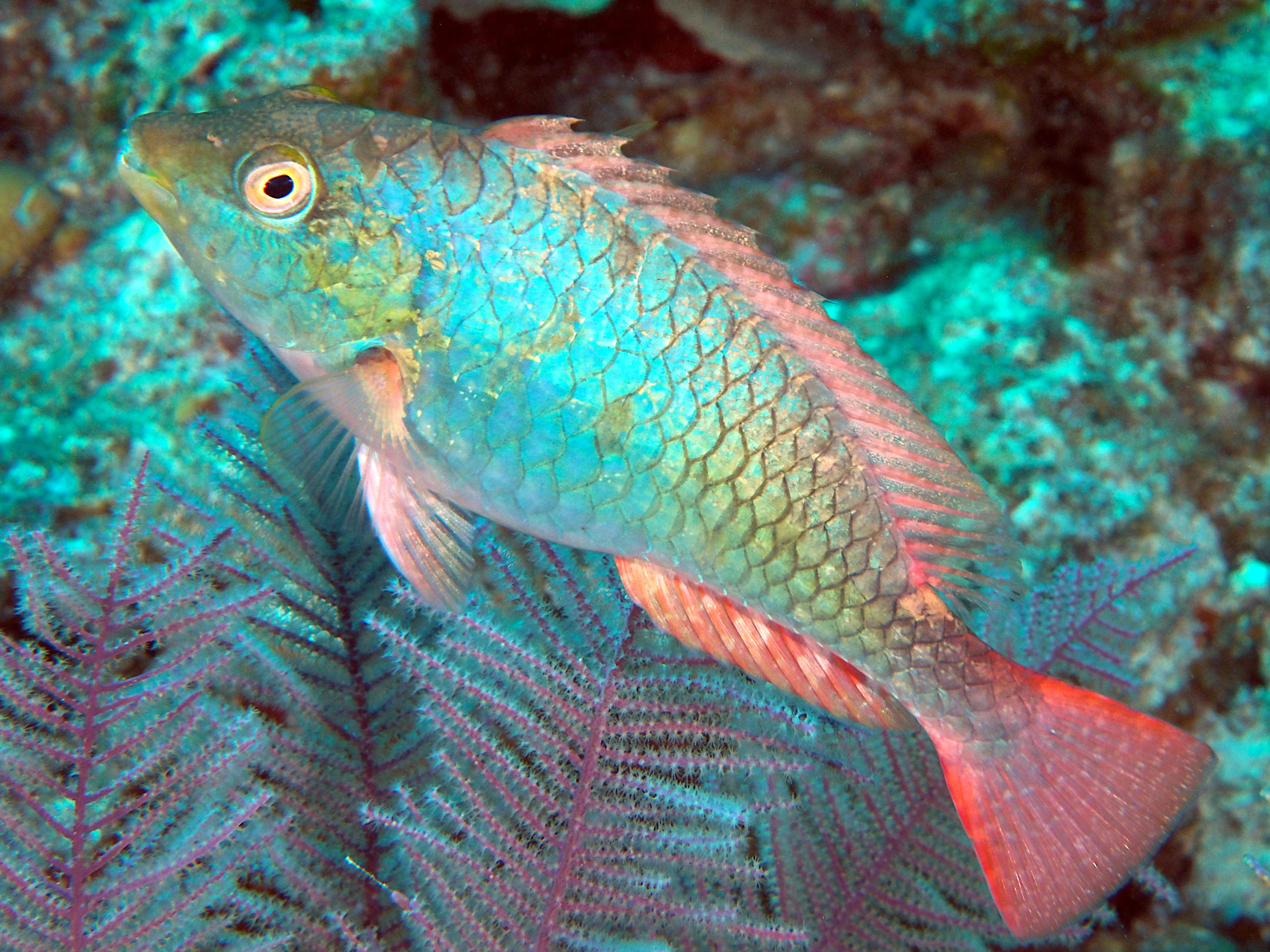 Redband Parrotfish - Sparisoma aurofrenatum