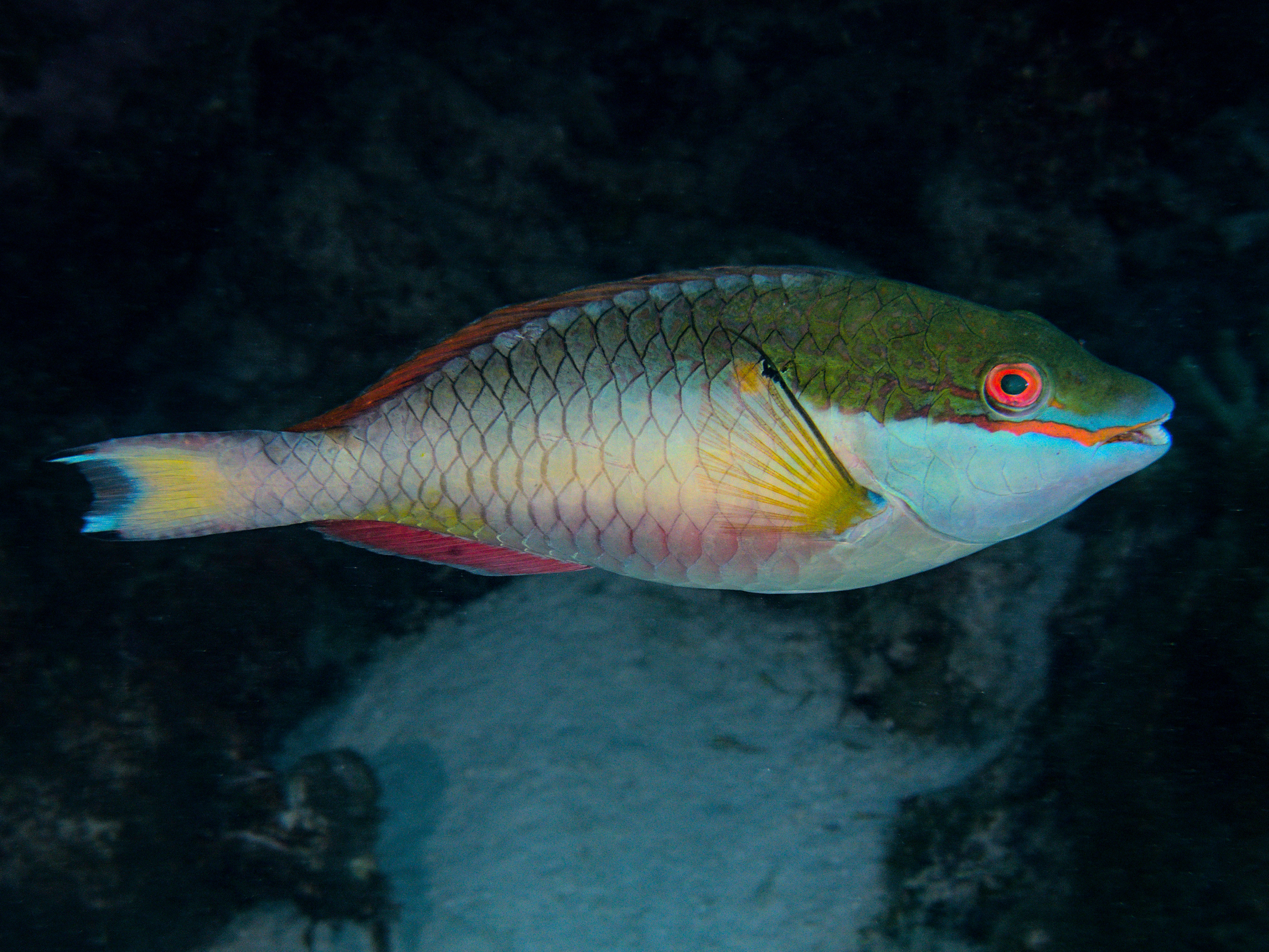 Redband Parrotfish - Sparisoma aurofrenatum