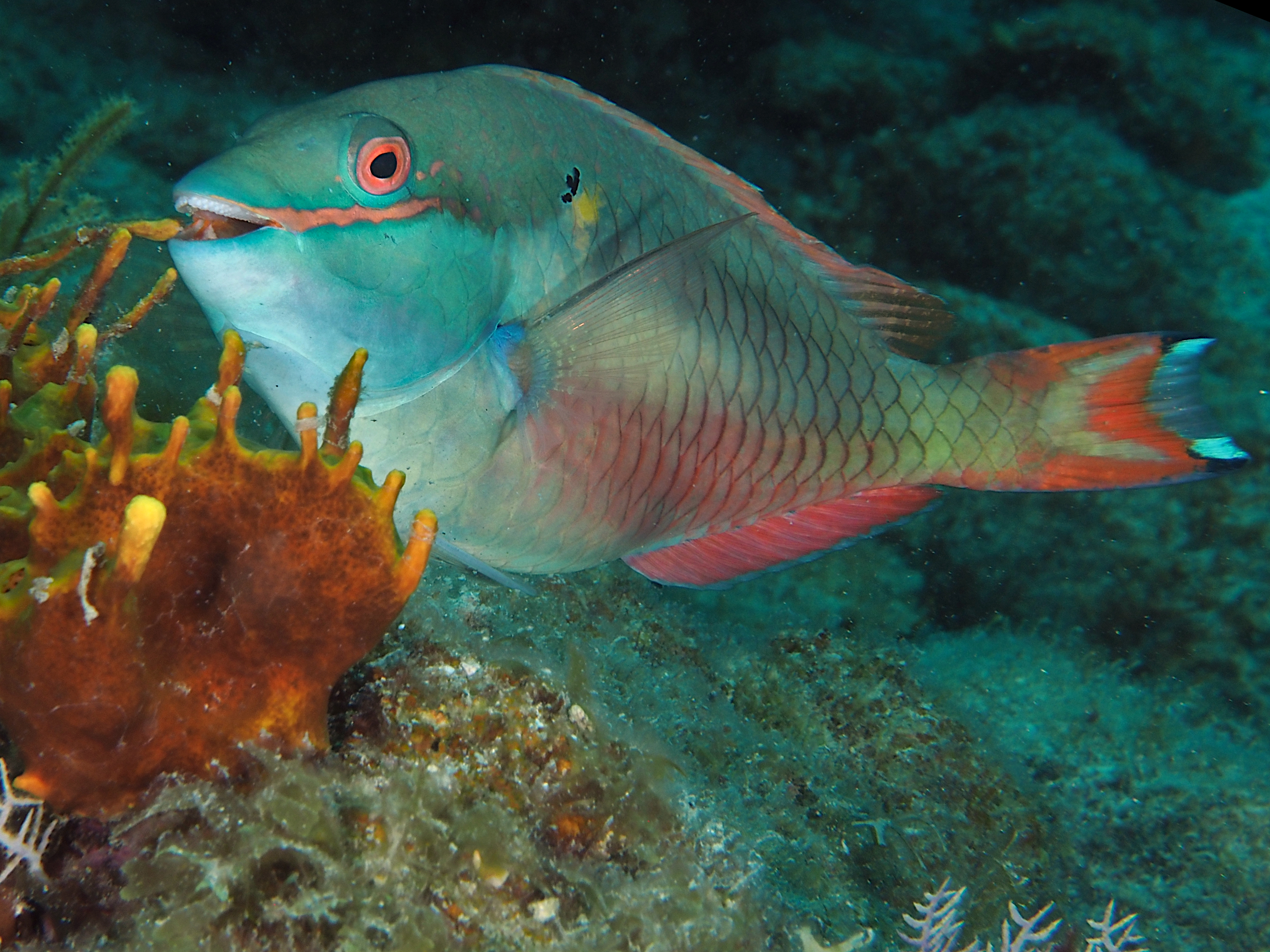 Redband Parrotfish - Sparisoma aurofrenatum