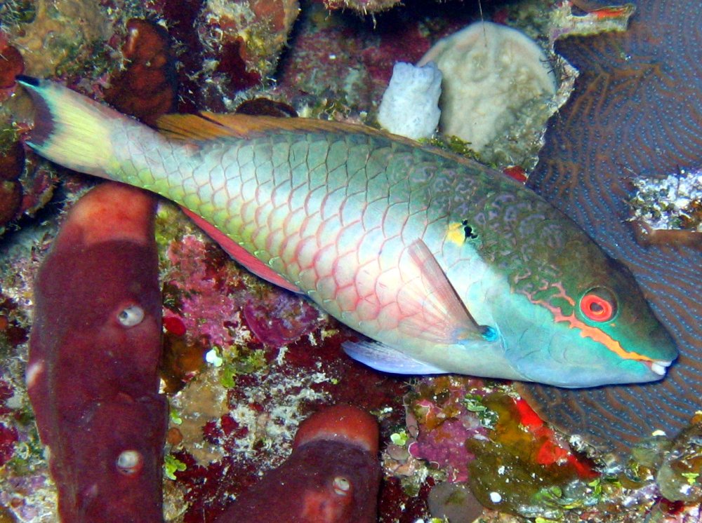 Redband Parrotfish - Sparisoma aurofrenatum