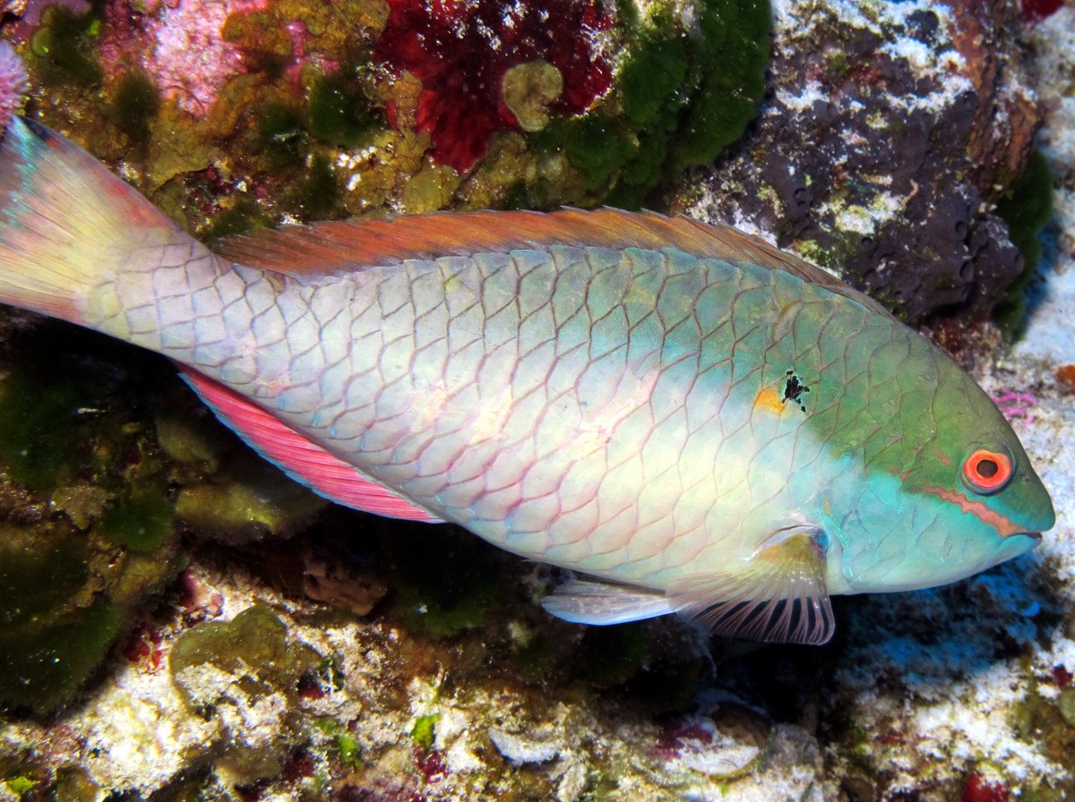 Redband Parrotfish - Sparisoma aurofrenatum