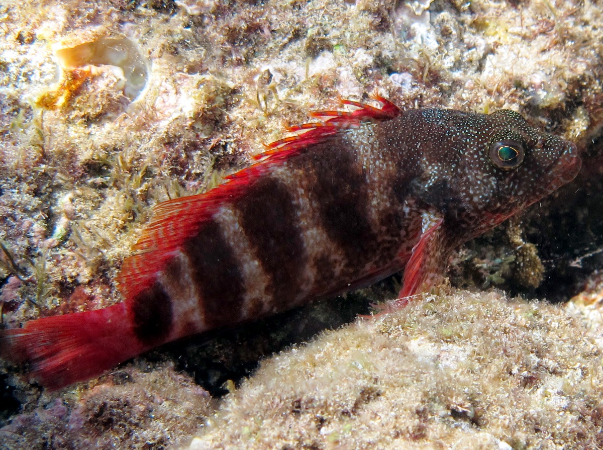 Redbarred Hawkfish - Cirrhitops fasciatus