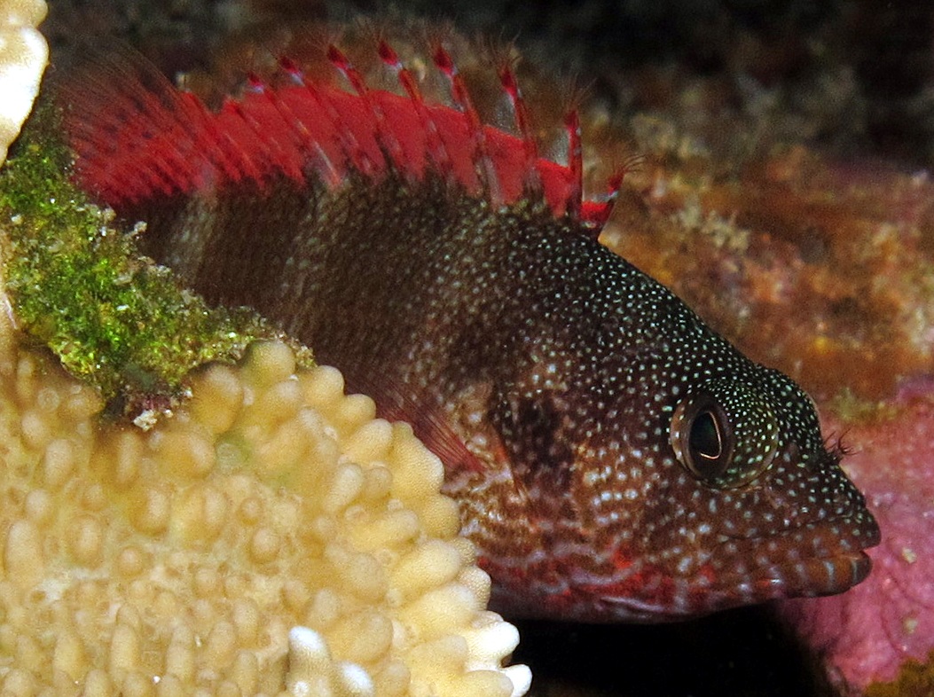 Redbarred Hawkfish - Cirrhitops fasciatus