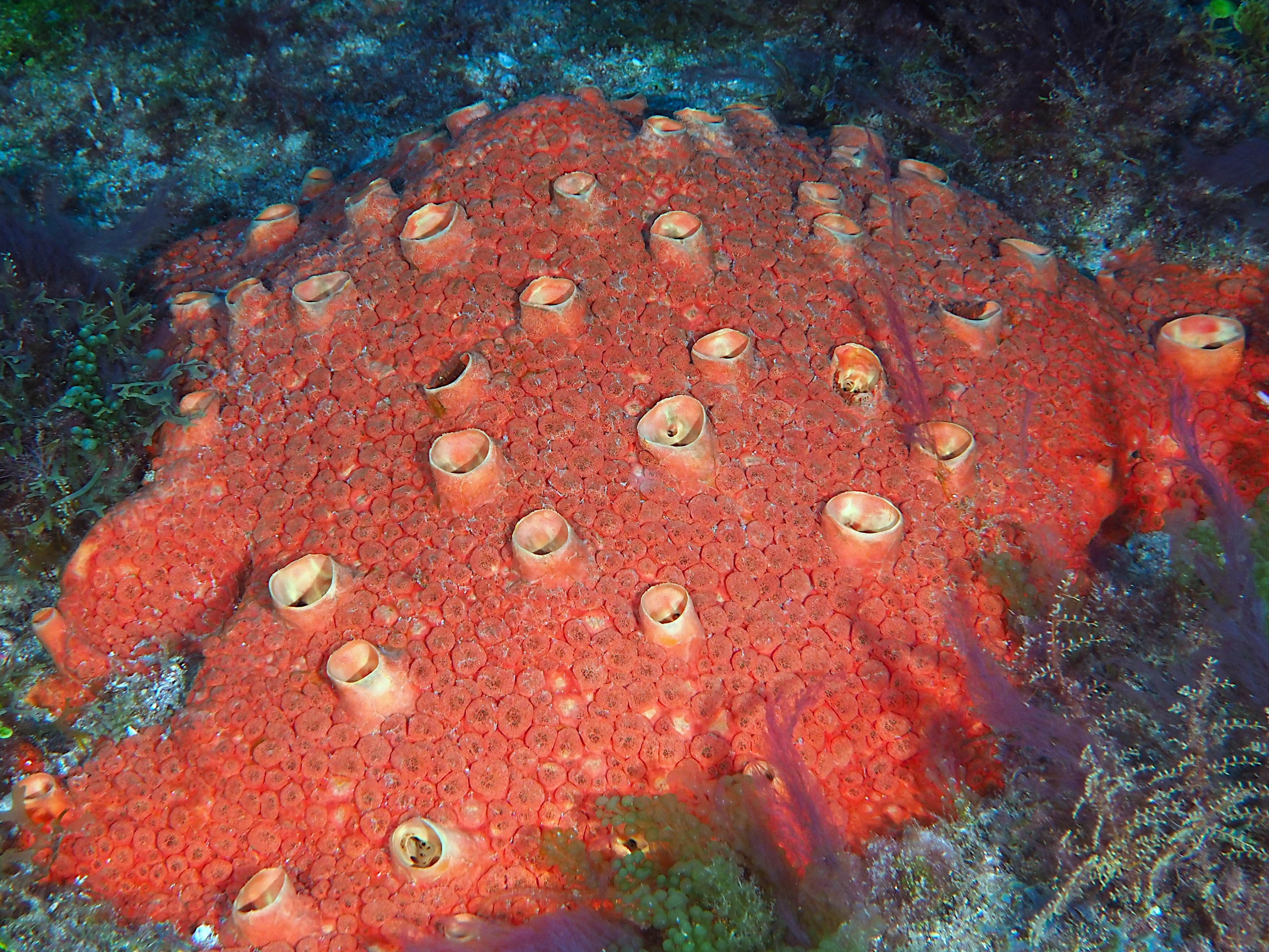 Red Boring Sponge - Cliothosa delitrix