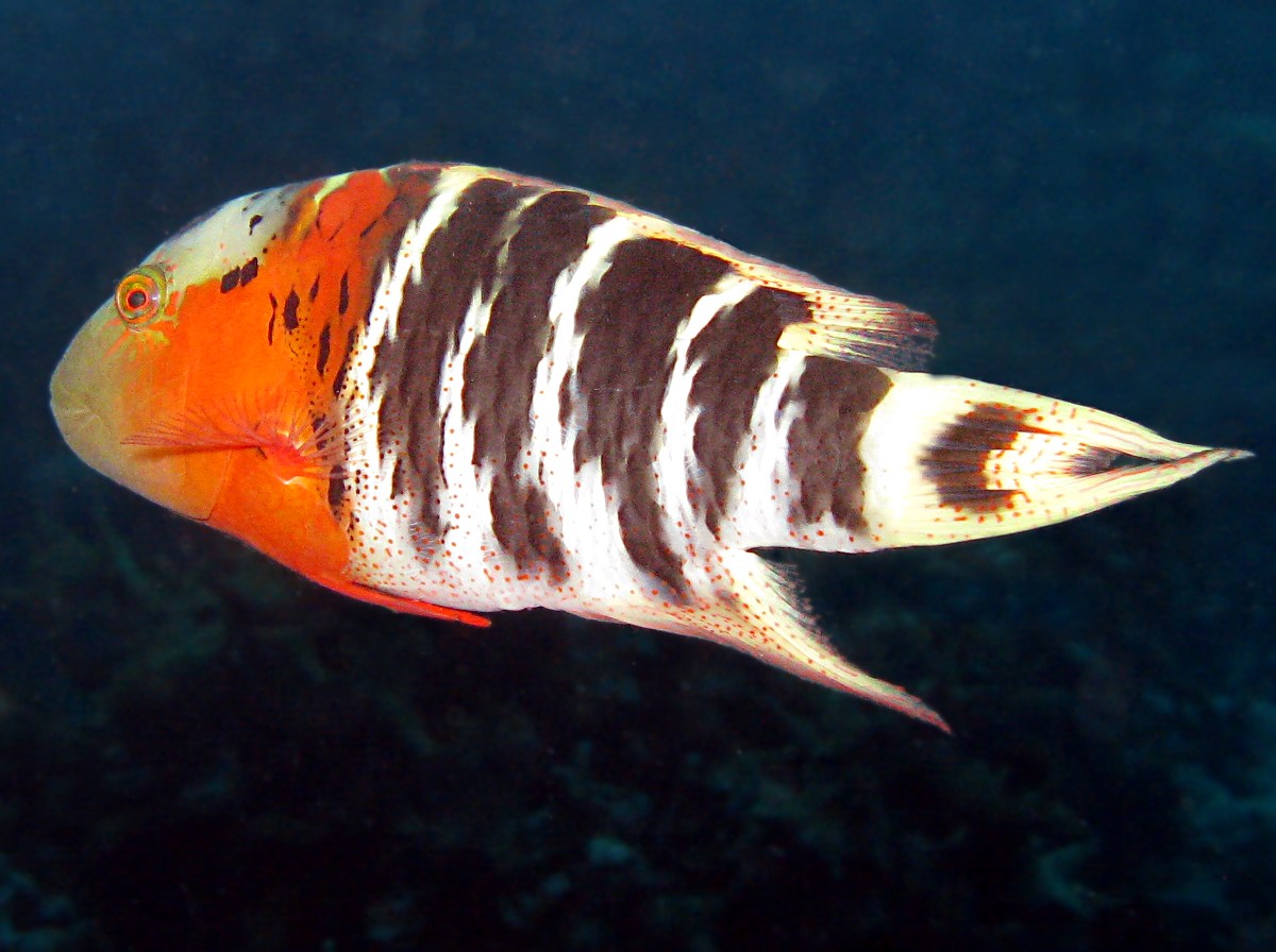 Redbreasted Wrasse - Cheilinus fasciatus