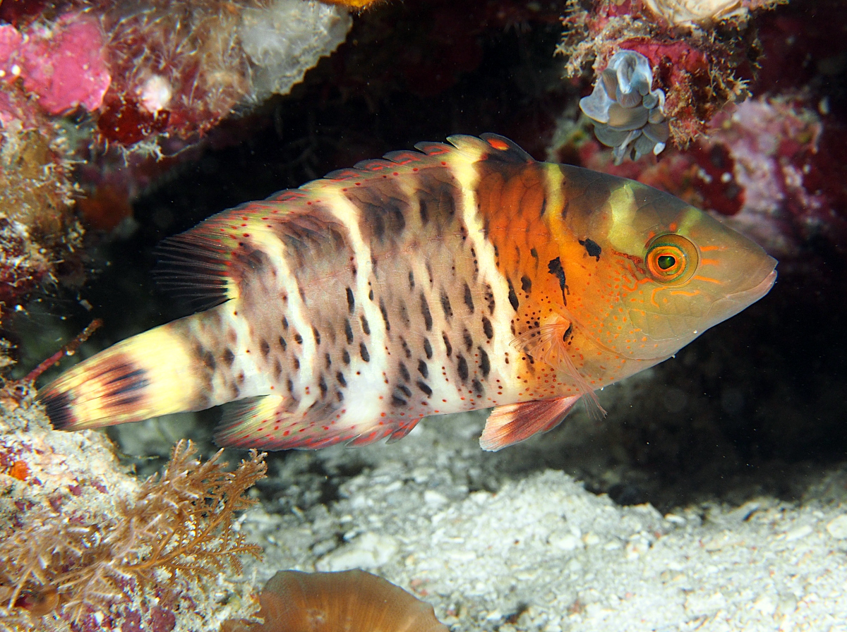 Redbreasted Wrasse - Cheilinus fasciatus