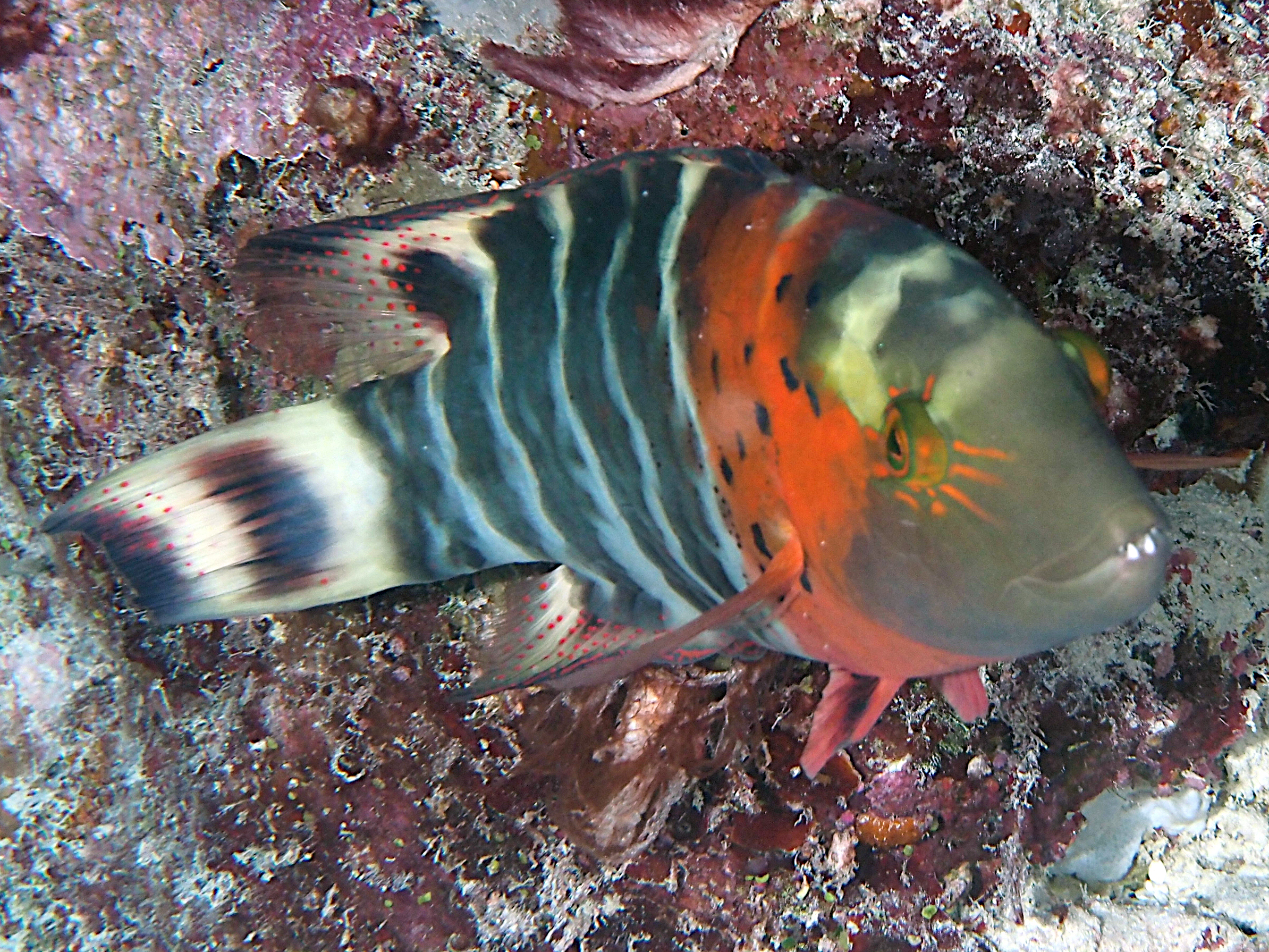 Redbreasted Wrasse - Cheilinus fasciatus