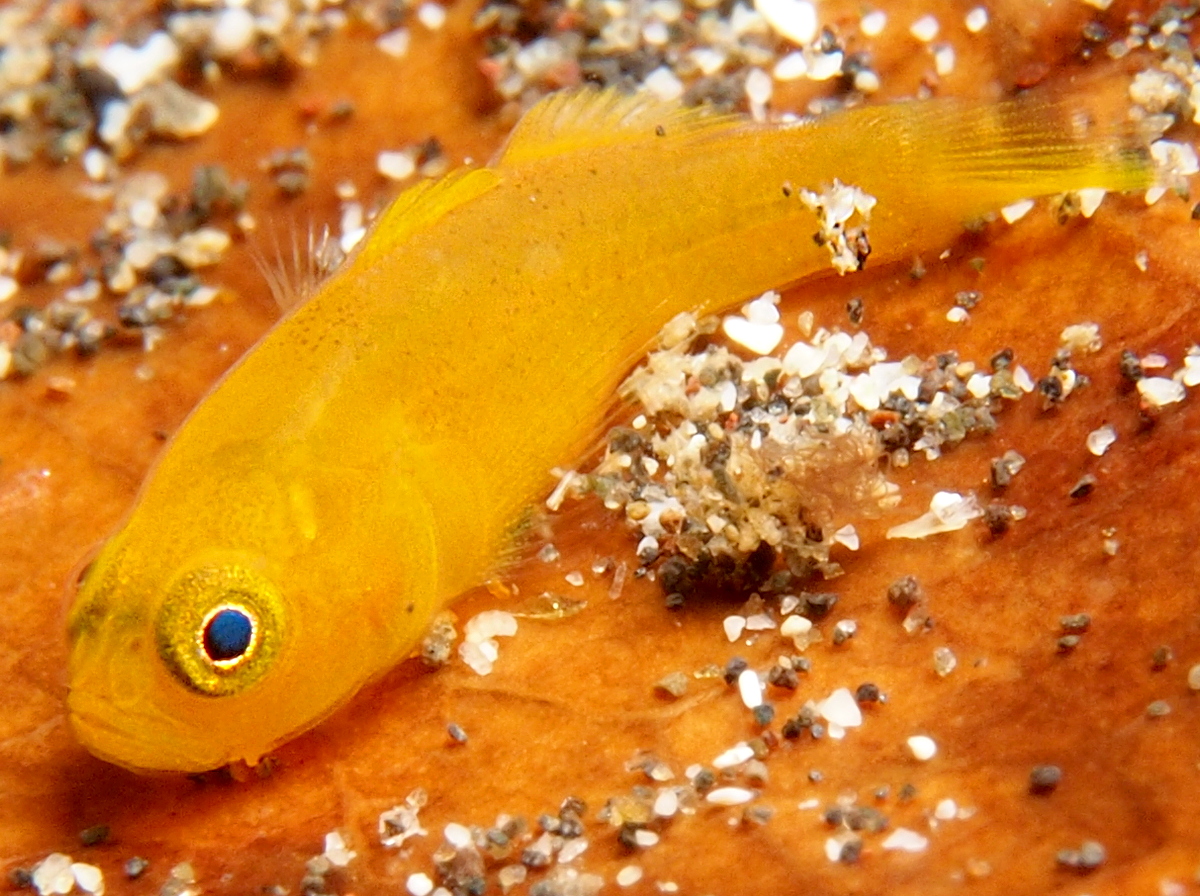 Redearth Pygmygoby - Trimma milta - Lembeh Strait, Indonesia