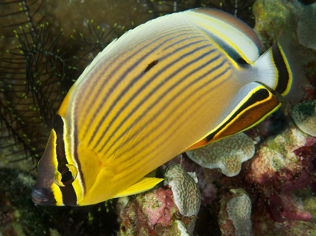 Redfin Butterflyfish - Chaetodon lunulatus