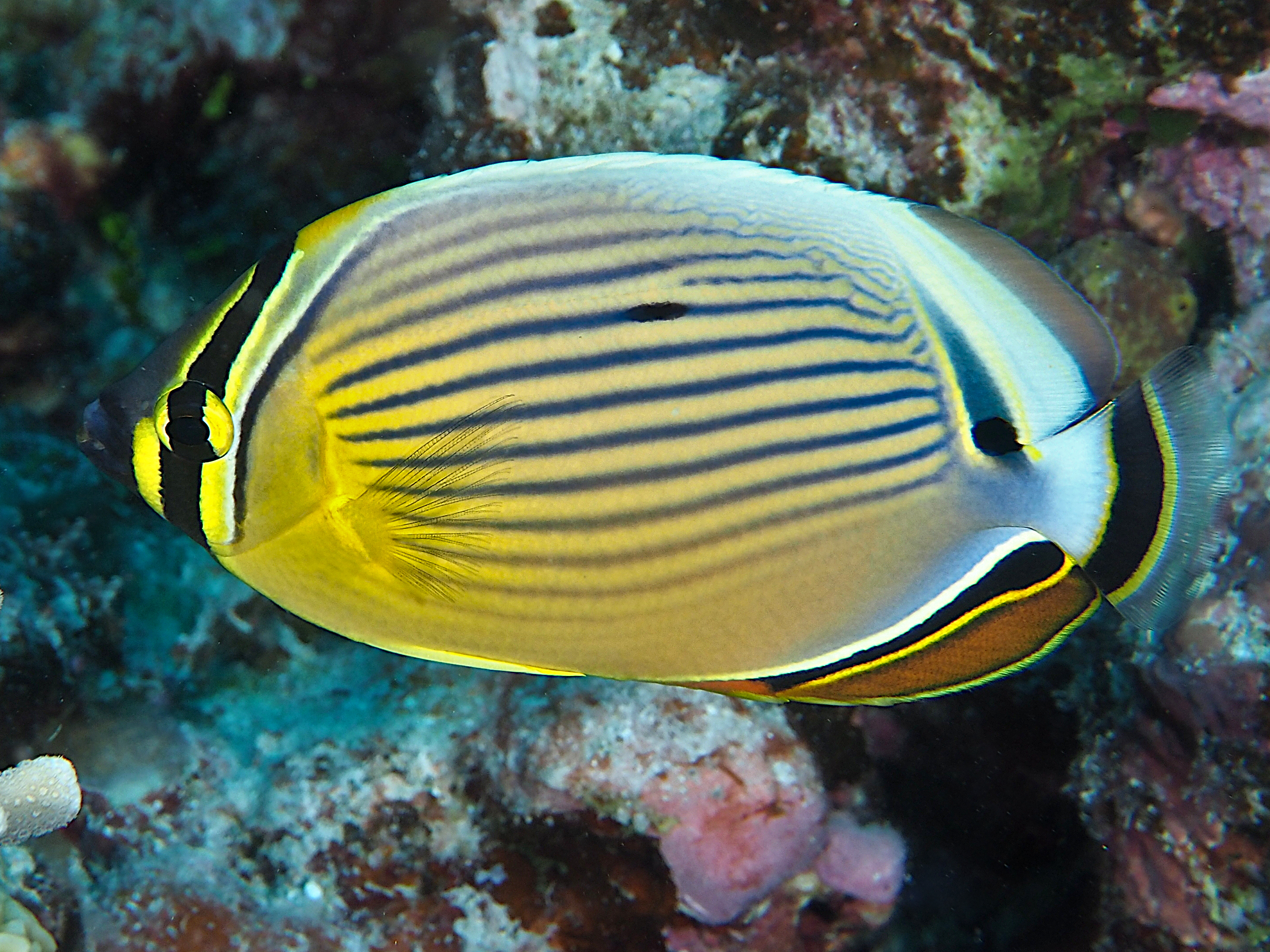 Redfin Butterflyfish - Chaetodon lunulatus