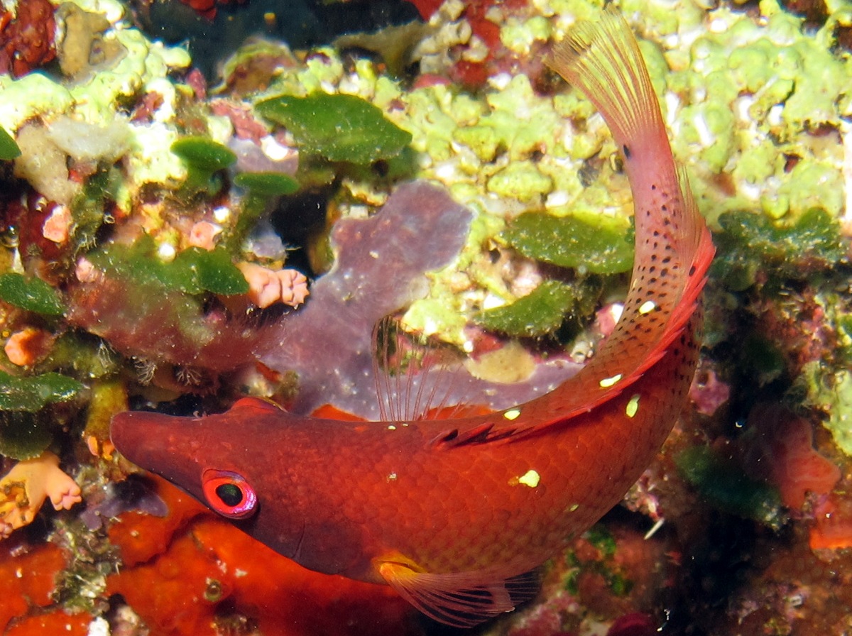 Redfin Hogfish - Bodianus dictynna