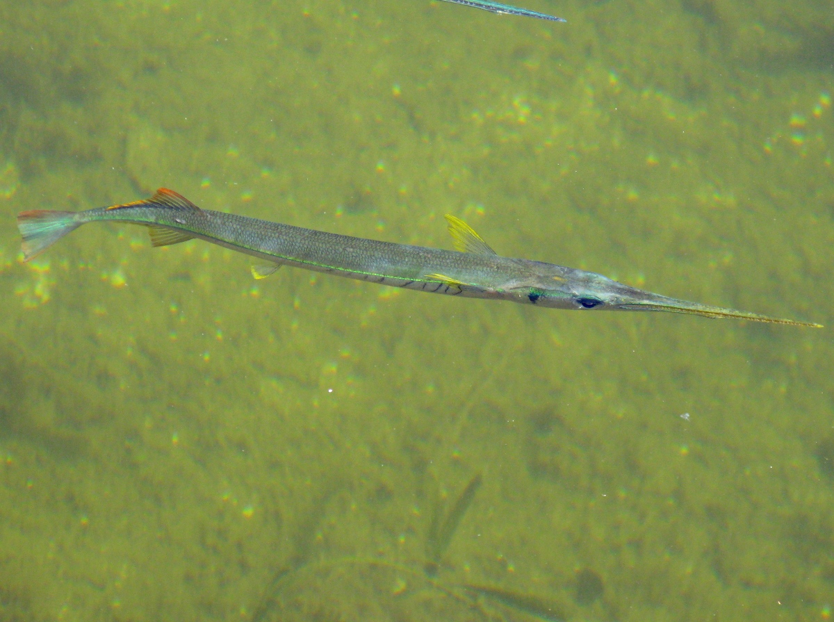 Redfin Needlefish - Strongylura notata