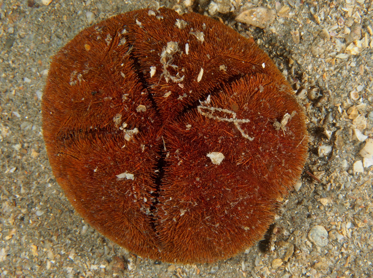 Red Heart Urchin - Meoma ventricosa