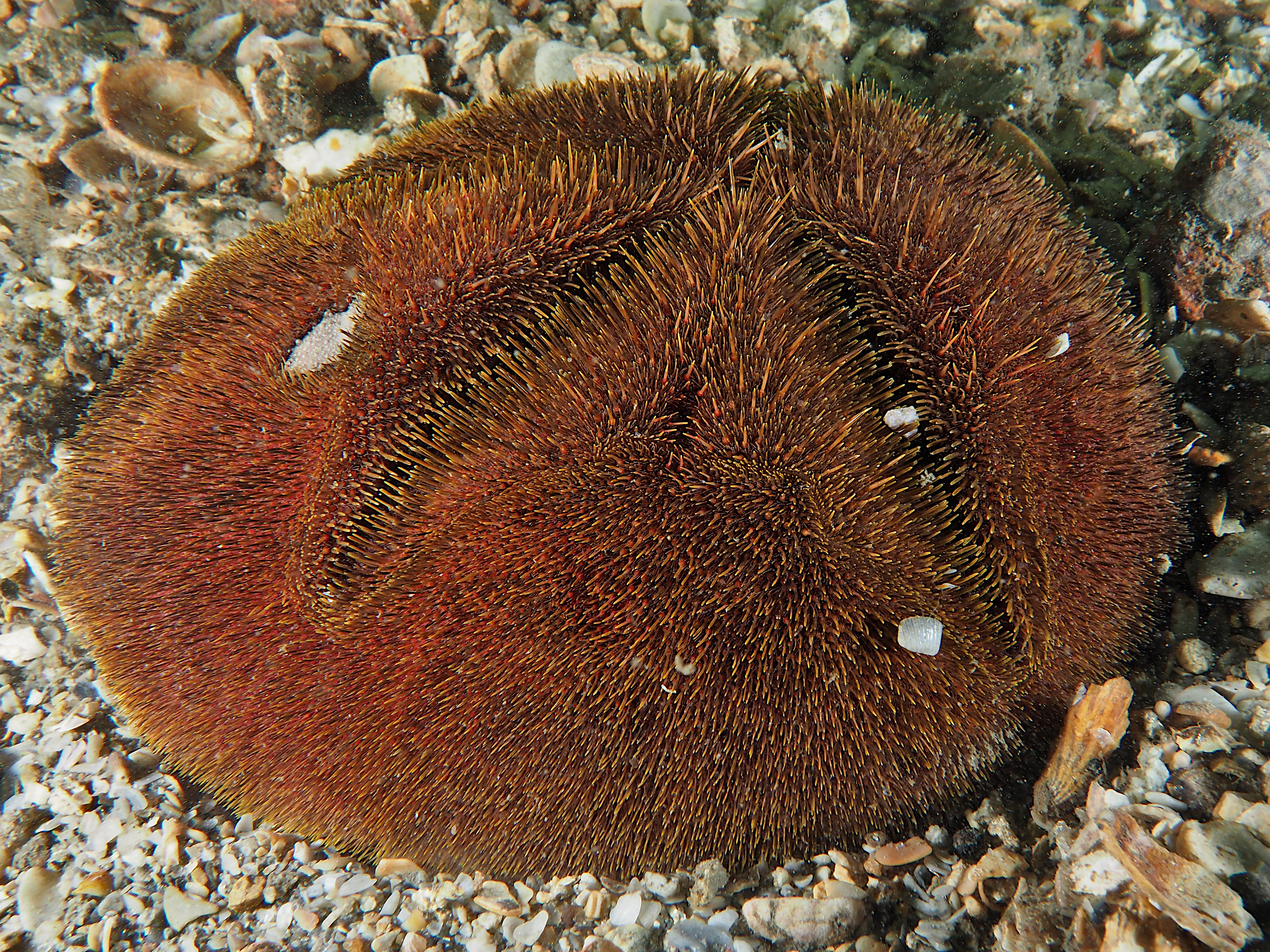 Red Heart Urchin - Meoma ventricosa