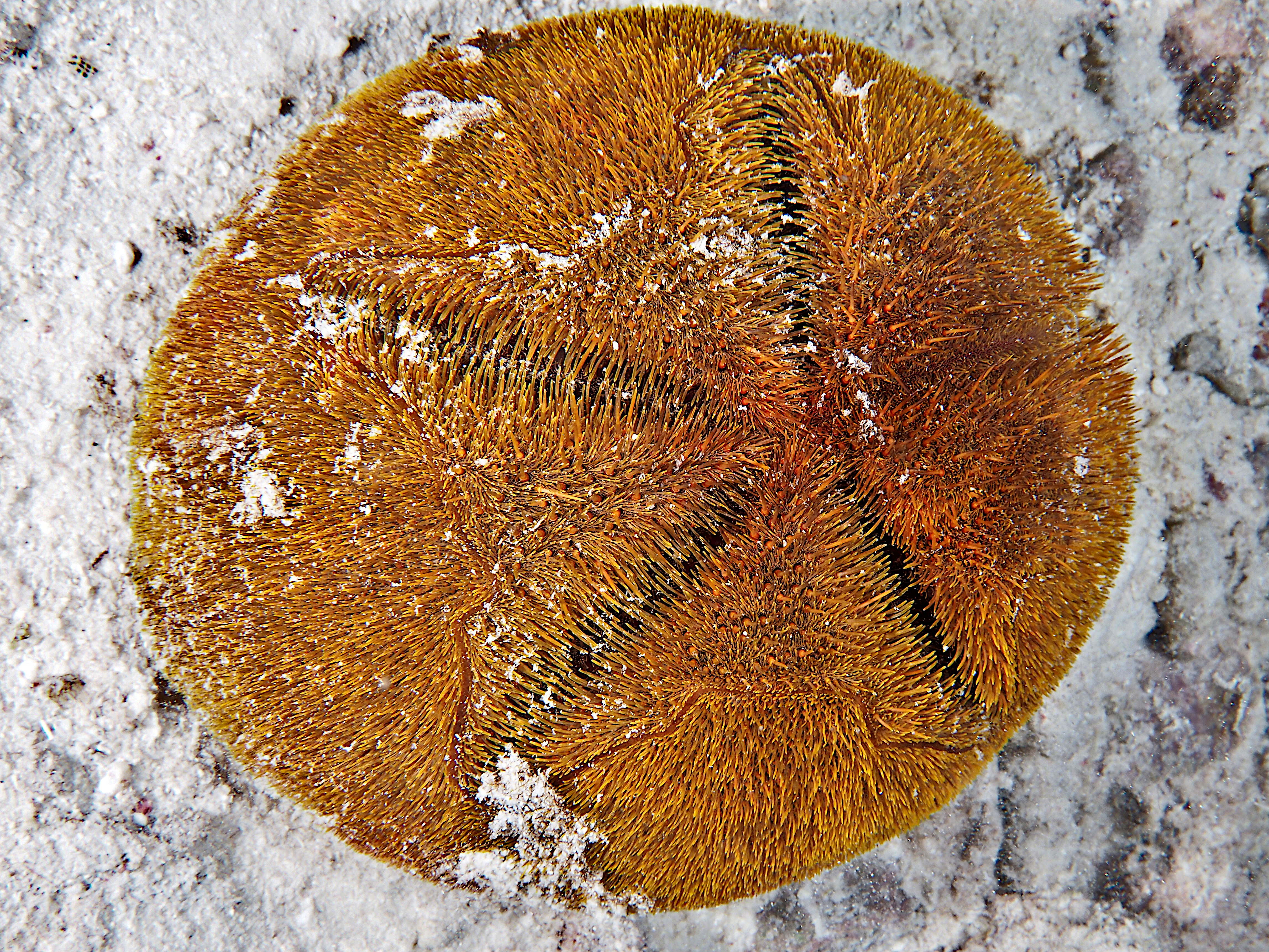 Red Heart Urchin - Meoma ventricosa