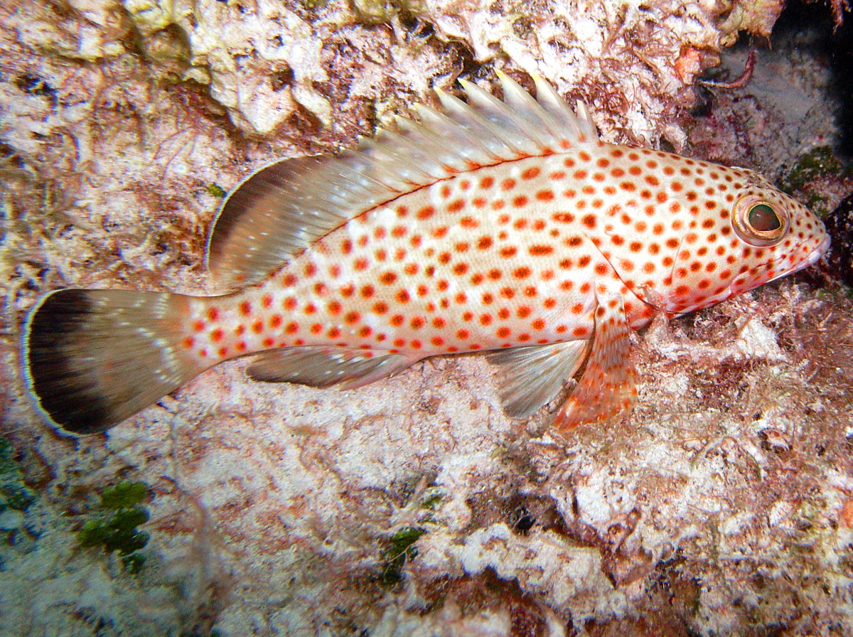 Red Hind - Epinephelus guttatus