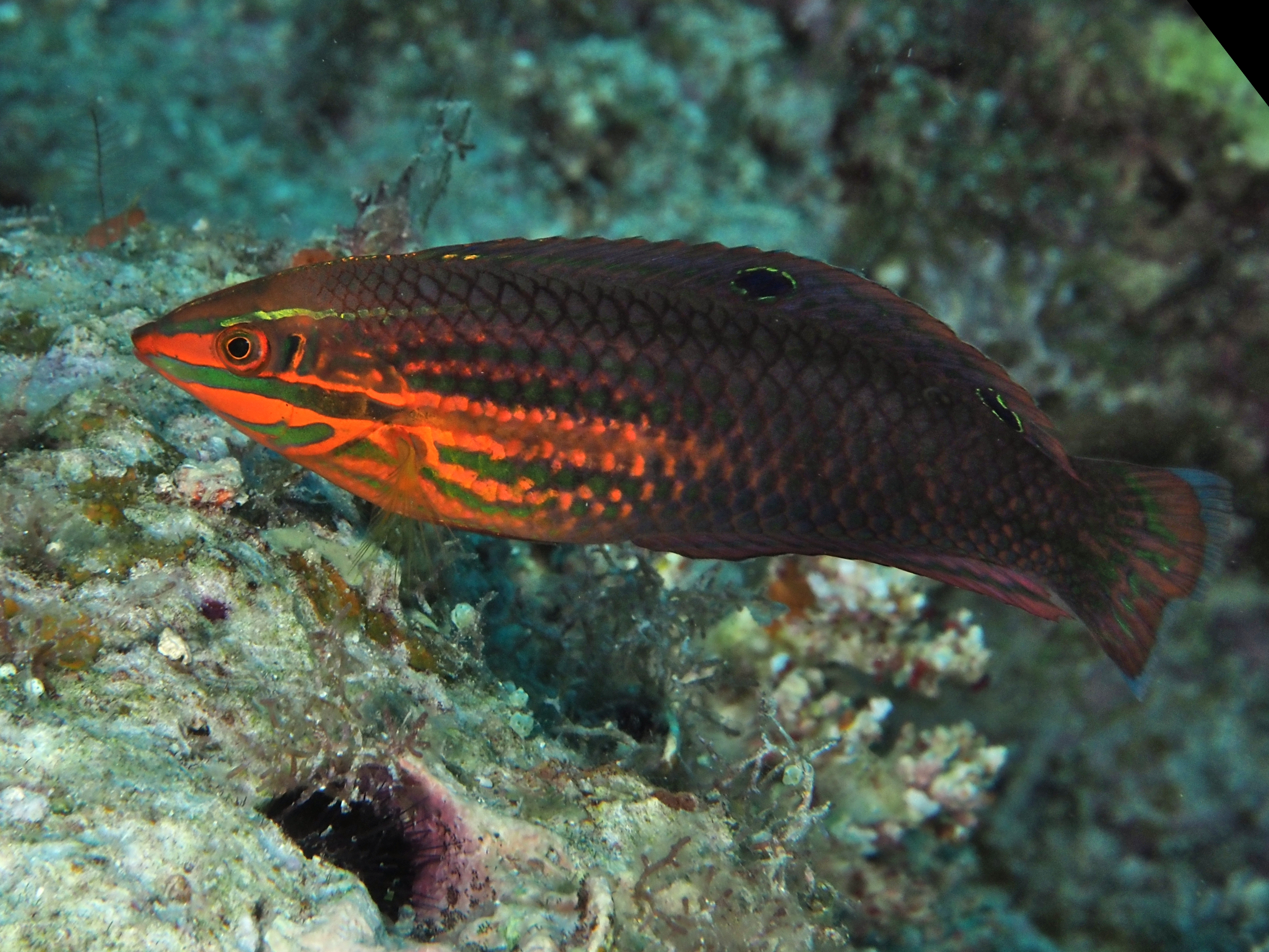 Red-Lined Wrasse - Halichoeres biocellatus