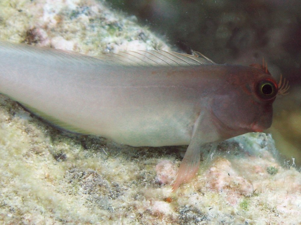 Redlip Blenny - Ophioblennius atlanticus