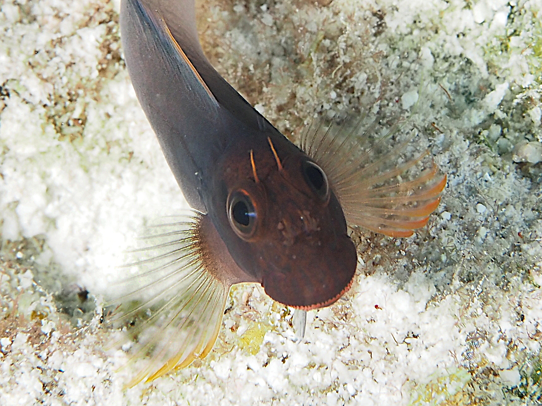 Redlip Blenny - Ophioblennius atlanticus