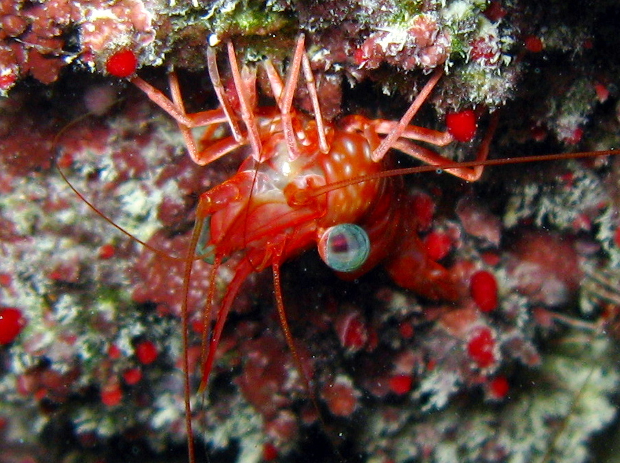 Red Night Shrimp - Cinetorhynchus manningi