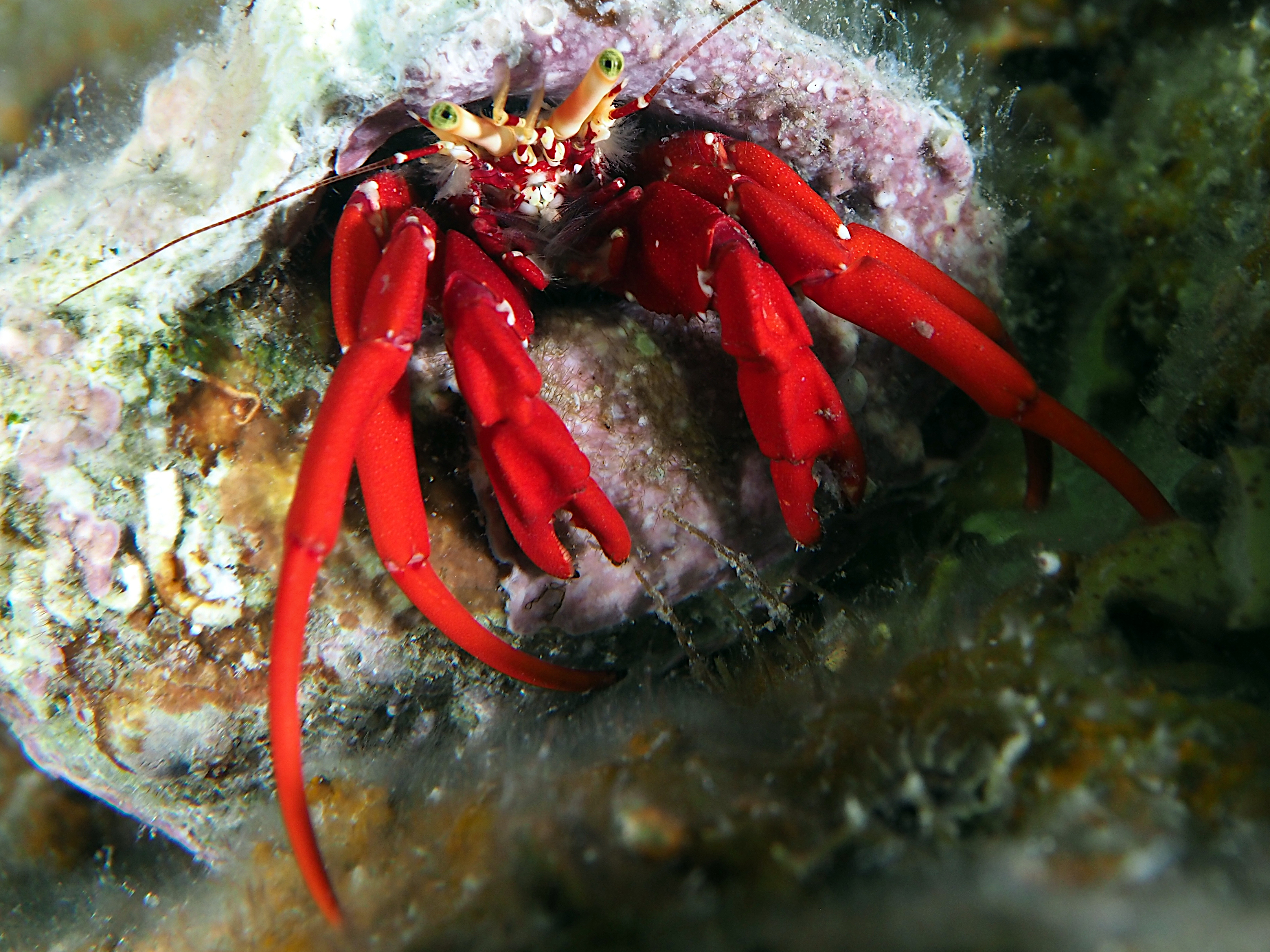 Red Reef Hermit Crab - Paguristes cadenati