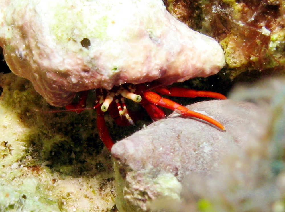 Red Reef Hermit Crab - Paguristes cadenati