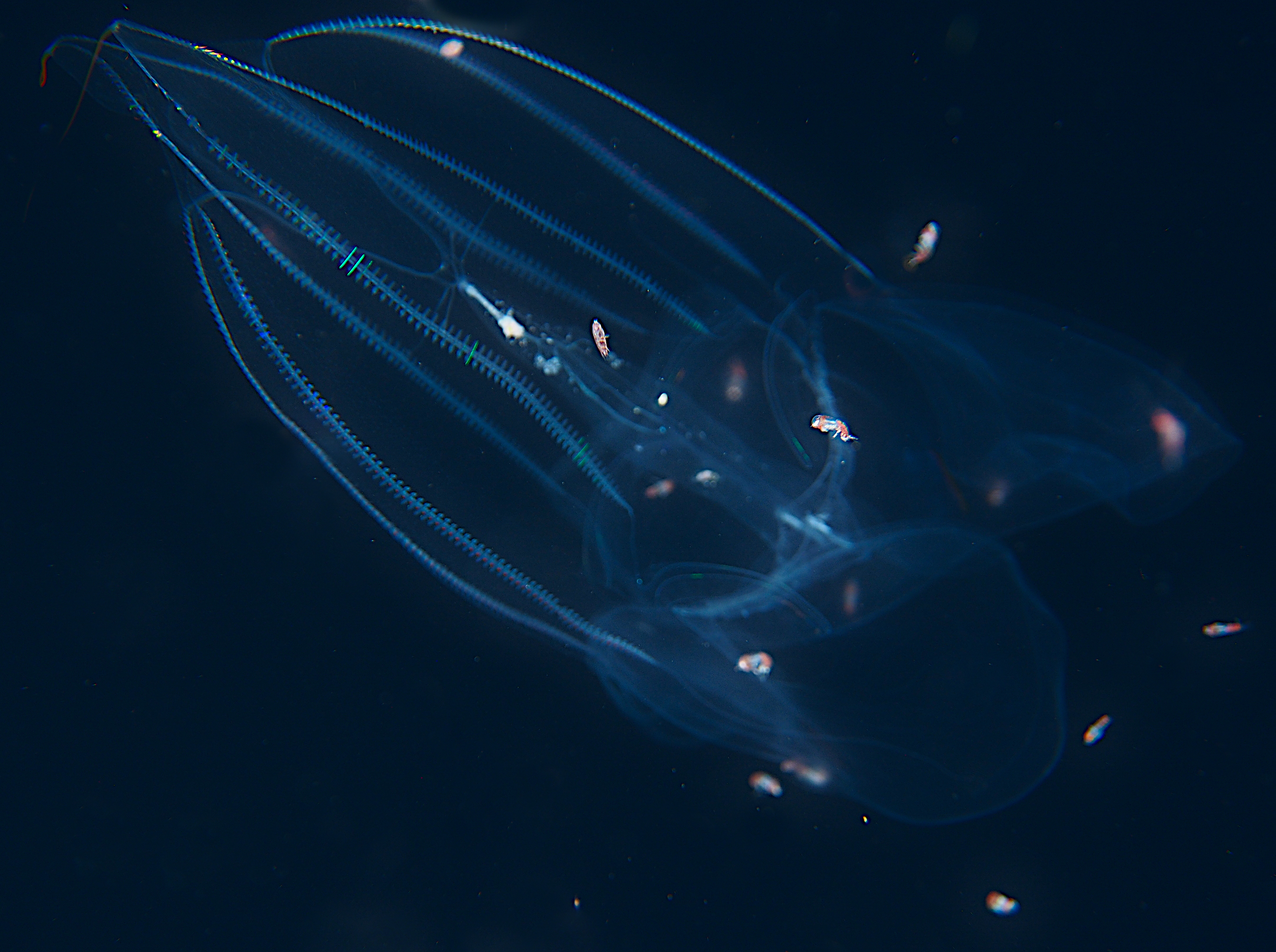 Red-Spot Comb Jelly - Eurhamphaea vexilligera