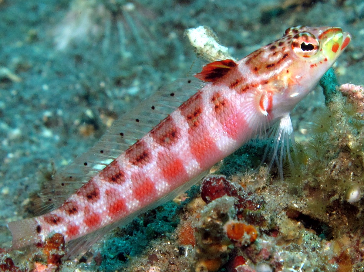 Redspotted Sandperch - Parapercis schauinslandii