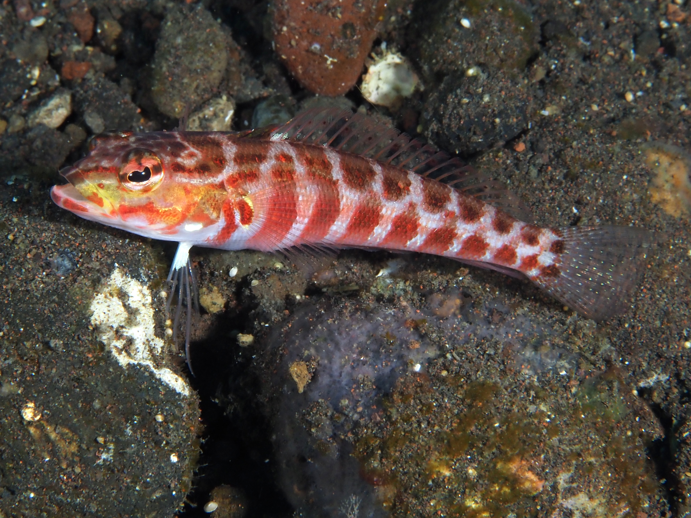 Redspotted Sandperch - Parapercis schauinslandii